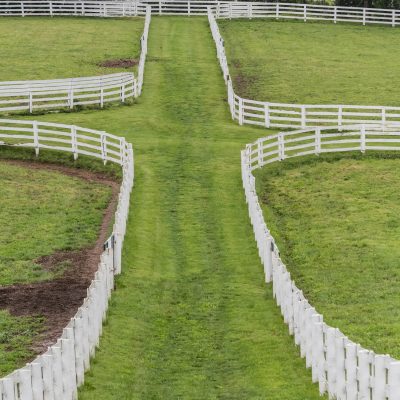 The Space Between the Paddocks The Space Between the Paddocks on early summer day